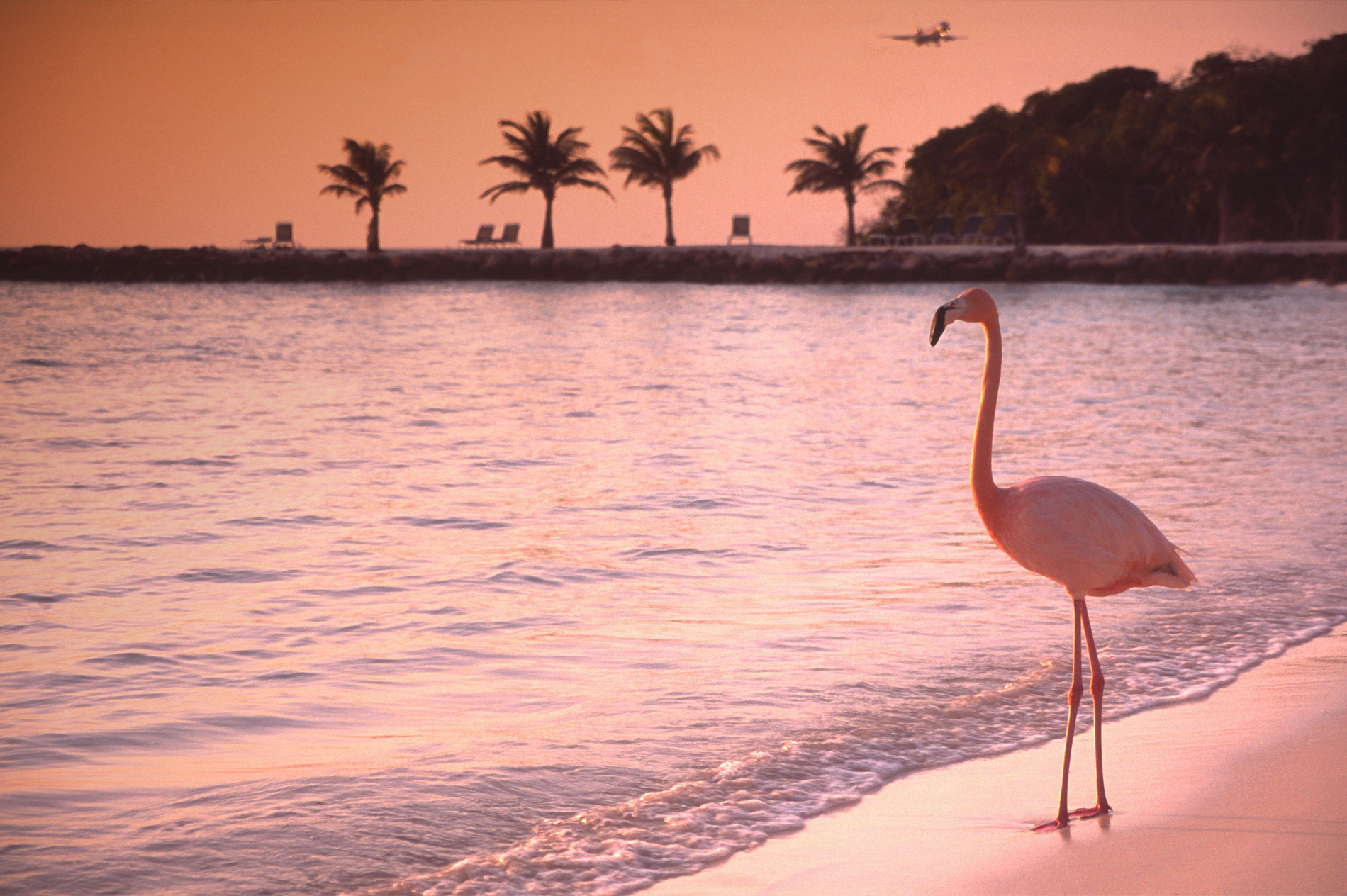 Lonely Flamingo on a solitary beach on the island of Aruba in the southern Carribean