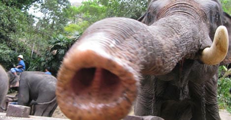 7. Mae-Sa Elephant Training and Conservation Camp – Chiang Mai