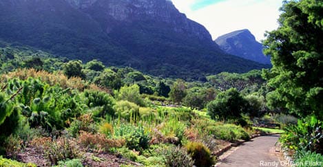 7. Kirstenbosch National Botanical Garden