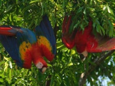 LAPA RIOS, COSTA RICA