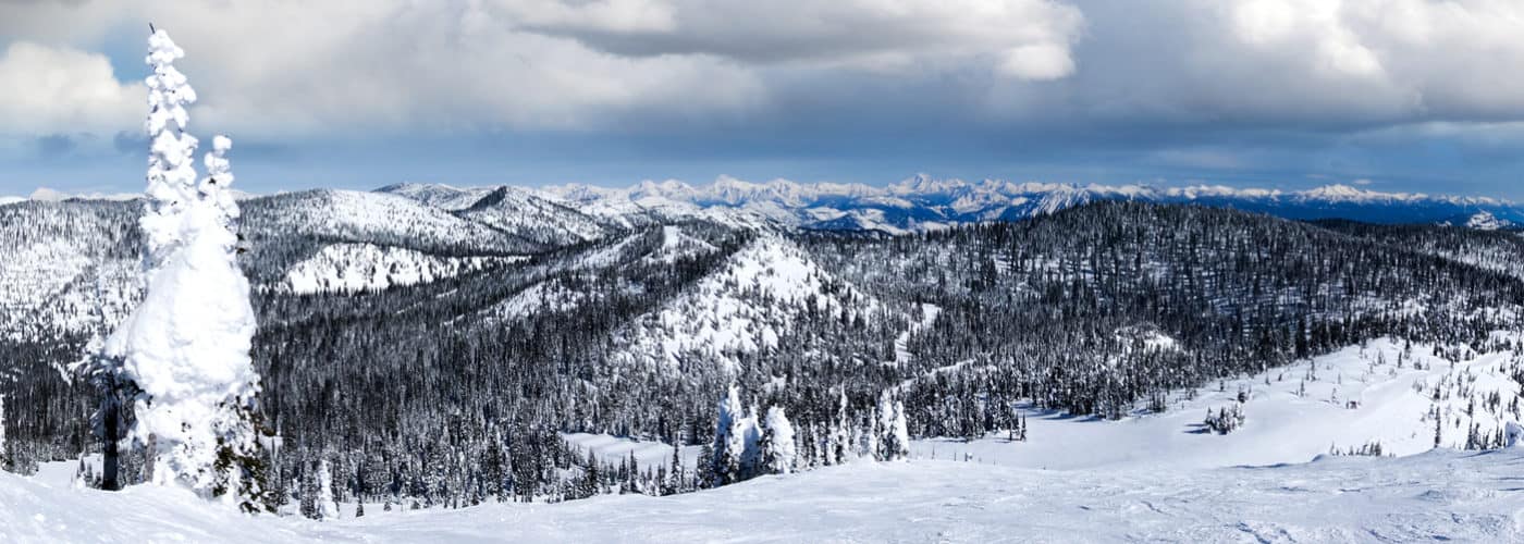 Whitefish