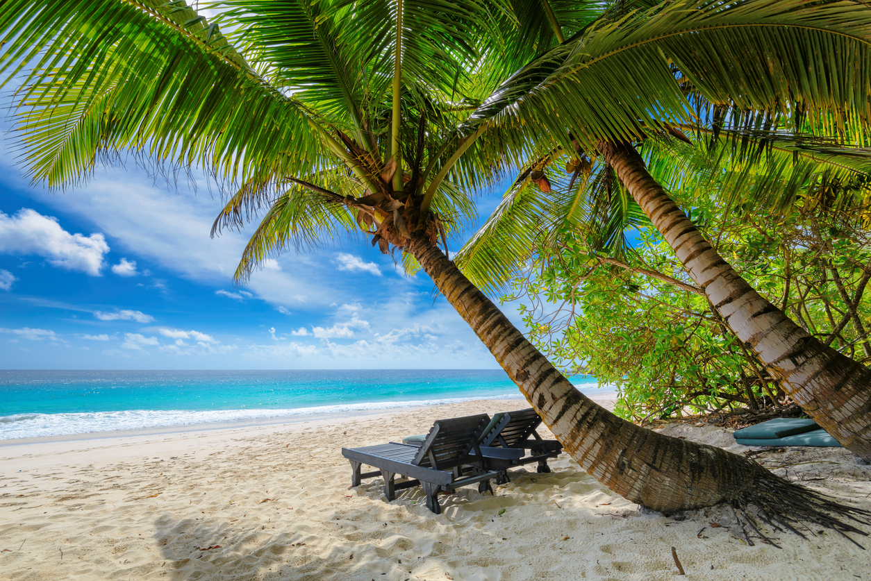 Beach chairs on sandy beach with palm and turquoise sea