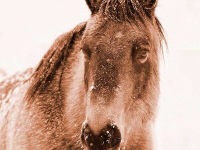 Sleigh Rides