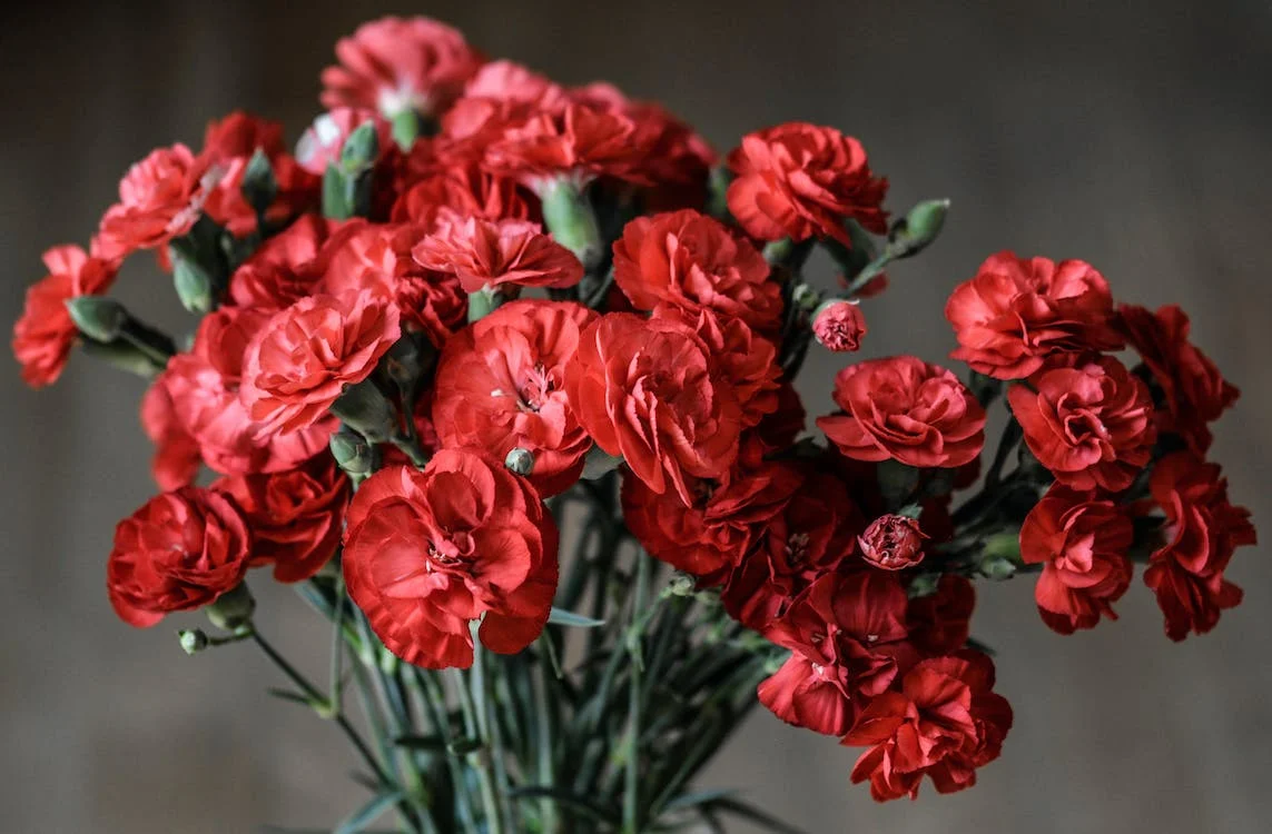 1st wedding anniversary carnation