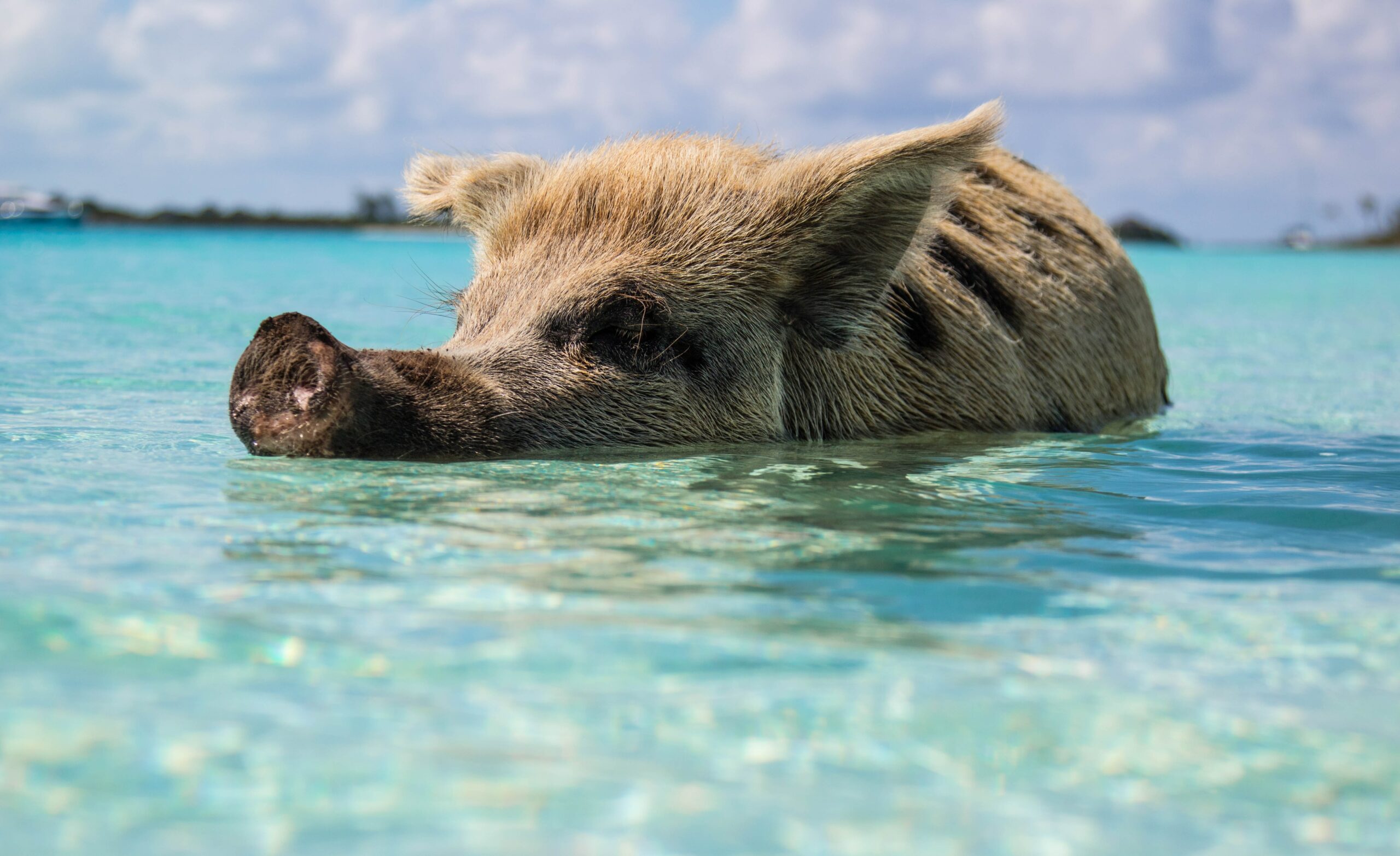 Bahamas Beach Pigs