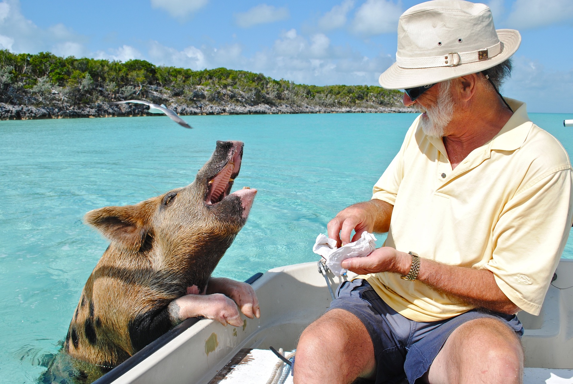 Bahamas Beach Pigs