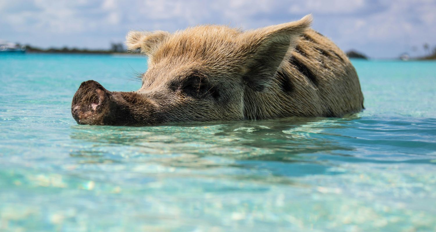 Swim with Pigs